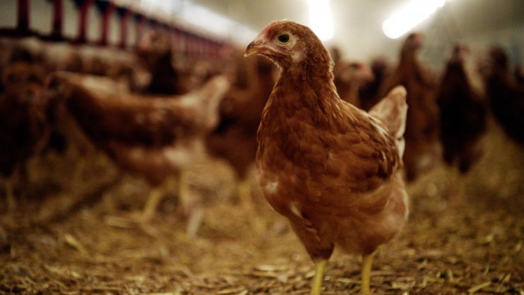 Grippe aviaire au Niger : une épidémie se propage dans la région de Tahoua