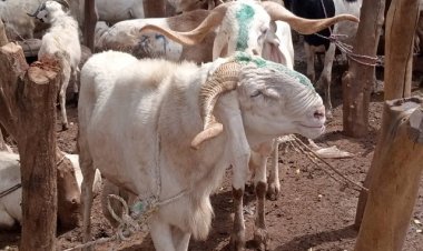 TABASKI et Examens au Niger : Crise et Fermeture des Frontières Exacerbent les Tensions