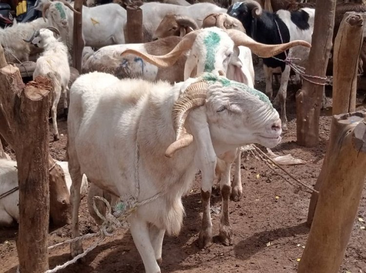 TABASKI et Examens au Niger : Crise et Fermeture des Frontières Exacerbent les Tensions