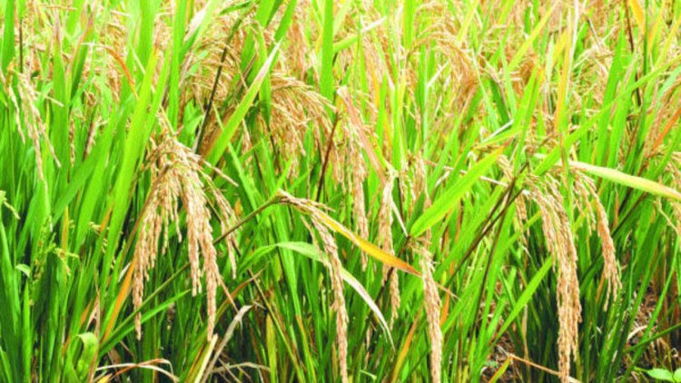 Projet Agricole Transformateur au Niger: Lancement de la Réhabilitation de Gatawani et Sakondji